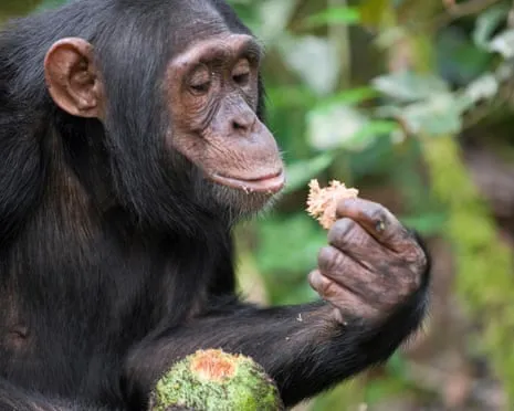 Apes Ingest Daily Alcohol Comparable to a Beer from Fermented Fruit